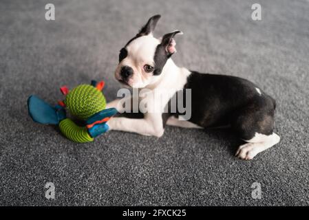 Niedliches Boston Terrier Welpenportrait, sie schaut auf die Kamera. Sie legt sich mit einem Spielzeug in ihren Vorderpfoten drinnen auf einen Teppich. Stockfoto