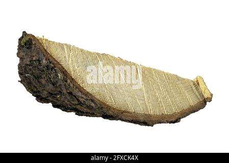 Querschnitt eines Stückes Kiefernholz. Holzmaserung im Querschnitt sichtbar. Isolierter Hintergrund. Stockfoto