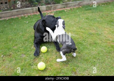 Ein Boston Terrier Welpe und ein Staffordshire Bull Terrier auf Gras spielen. Der Welpe springt dem großen Hund ins Gesicht. Stockfoto