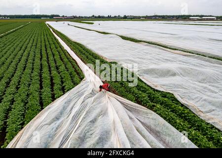 Kartoffelfeld, Fleece-Abdeckung wird entfernt, das Vlies soll vor Witterungseinflüssen, Schädlingen, Hagelsturm im Frühjahr schützen und unterstützt das Wachstum bei niedrigem Stockfoto