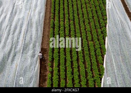 Kartoffelfeld, Fleece-Abdeckung wird entfernt, das Vlies soll vor Witterungseinflüssen, Schädlingen, Hagelsturm im Frühjahr schützen und unterstützt das Wachstum bei niedrigem Stockfoto