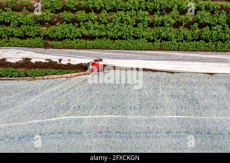 Kartoffelfeld, Fleece-Abdeckung wird entfernt, das Vlies soll vor Witterungseinflüssen, Schädlingen, Hagelsturm im Frühjahr schützen und unterstützt das Wachstum bei niedrigem Stockfoto