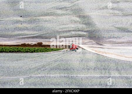 Kartoffelfeld, Fleece-Abdeckung wird entfernt, das Vlies soll vor Witterungseinflüssen, Schädlingen, Hagelsturm im Frühjahr schützen und unterstützt das Wachstum bei niedrigem Stockfoto