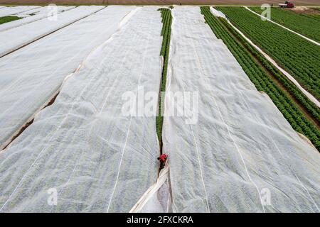 Kartoffelfeld, Fleece-Abdeckung wird entfernt, das Vlies soll vor Witterungseinflüssen, Schädlingen, Hagelsturm im Frühjahr schützen und unterstützt das Wachstum bei niedrigem Stockfoto