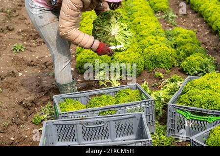 Ernte von Lollo Bianco Salat, Erntehelfer schneiden die Kopfsalat ab, reinigen sie und legen sie in Kisten, im Anhänger werden sie gewaschen und pac Stockfoto