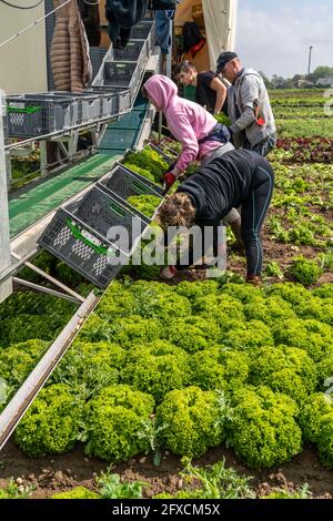 Ernte von Lollo Bianco Salat, Erntehelfer schneiden die Kopfsalat ab, reinigen sie und legen sie in Kisten, im Anhänger werden sie gewaschen und pac Stockfoto