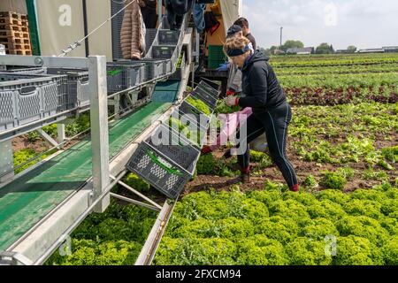 Ernte von Lollo Bianco Salat, Erntehelfer schneiden die Kopfsalat ab, reinigen sie und legen sie in Kisten, im Anhänger werden sie gewaschen und pac Stockfoto