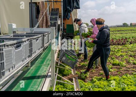 Ernte von Lollo Bianco Salat, Erntehelfer schneiden die Kopfsalat ab, reinigen sie und legen sie in Kisten, im Anhänger werden sie gewaschen und pac Stockfoto