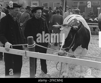 Ostermarkt in Goes, 6. März 1951, Händler, Rinder, Niederlande, Presseagentur des 20. Jahrhunderts, Foto, Nachrichten zum erinnern, Dokumentarfilm, historische Fotografie 1945-1990, visuelle Geschichten, Menschliche Geschichte des zwanzigsten Jahrhunderts, Momente in der Zeit festzuhalten Stockfoto