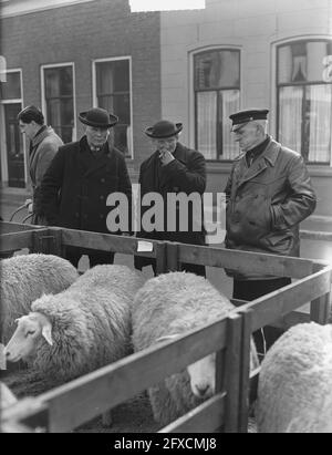 Ostermarkt in Goes, 6. März 1951, Käfige, Händler, Sheep, Niederlande, Foto der Presseagentur des 20. Jahrhunderts, Nachrichten zum erinnern, Dokumentarfilm, historische Fotografie 1945-1990, visuelle Geschichten, Menschliche Geschichte des zwanzigsten Jahrhunderts, Momente in der Zeit festzuhalten Stockfoto