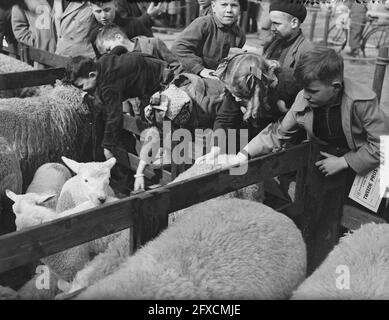 Osterrindmarkt in Goes, 6. März 1951, Kinder, Käfige, Sheep, Niederlande, Foto der Presseagentur des 20. Jahrhunderts, Nachrichten zum erinnern, Dokumentarfilm, historische Fotografie 1945-1990, visuelle Geschichten, Menschliche Geschichte des zwanzigsten Jahrhunderts, Momente in der Zeit festzuhalten Stockfoto