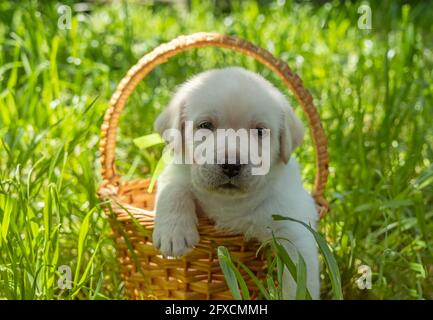 Labrador Welpe im Korb Stockfoto