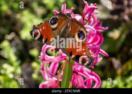Ein brauner Schmetterling sitzt auf einer rosa Blume, Blick auf den Frühling Stockfoto