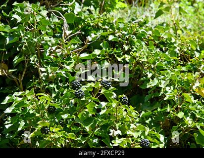 Efeu mit Früchten auf einem Felsen Stockfoto