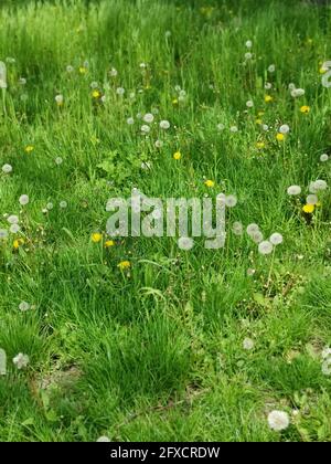Aufnahme eines Dandelionenfeldes in einem hohen Winkel Stockfoto