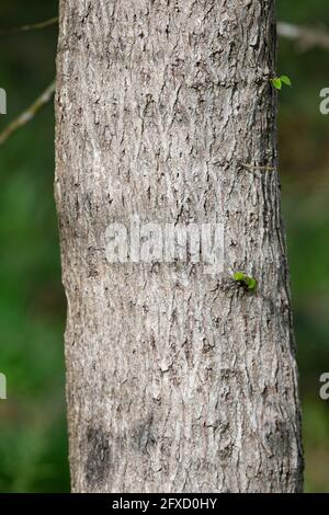 Wych Elm - Ulmus glabra - Rinde Stockfoto