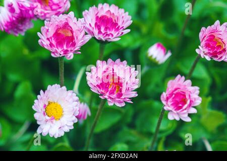 Rosa Gänseblümchen - Bellis perennis L. Nahaufnahme Stockfoto
