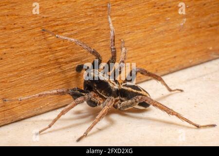 Wolf Spider robuste und agile Jäger mit ausgezeichnetem Sehvermögen beim Gehen im Inneren eines Hauses. Stockfoto