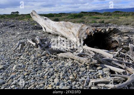 Treibholzbaum auf Felsen am Strand von Te Horo, Neuseeland Stockfoto