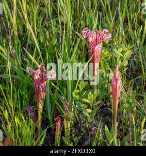 Sarracenia x mitchelliana, hybride Kannenpflanze zwischen Sarracenia leucophylla x S. rosea, FL, AL, USA, von James D Coppinger/Dembinsky Photo Assoc Stockfoto