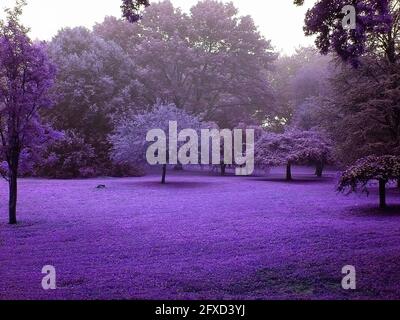 Wald in pastellfarbenen Infrarotfarben. 3D-Rendering Stockfoto