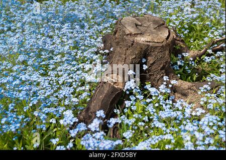 Hintergrund aus blauen Blumen und Stumpf, Draufsicht Stockfoto