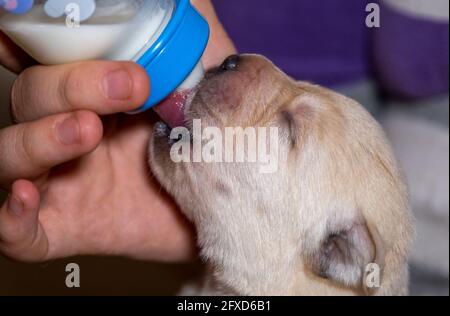 Labrador Welpe isst Milch aus der Flasche Stockfoto