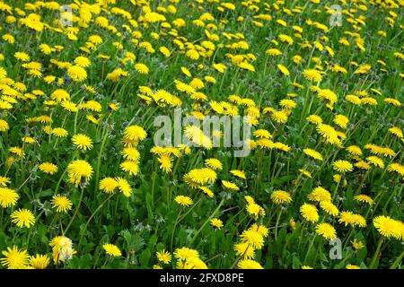 Viele blühende Dandelionen auf grünem Feld als natürlicher Hintergrund Nahaufnahme von oben Stockfoto