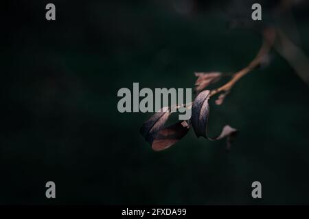 Herbstblätter, Blatt, Blätter, Herbst, trocken, moody und geheimnisvoll Stockfoto