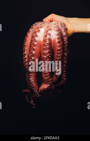 Hand hält frischen Tintenfisch auf schwarzem Hintergrund. Wunderschönes Restaurant Stockfoto