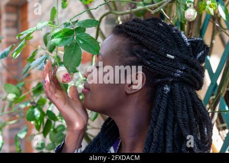 Portrait einer jungen schwarzen Dame, die blühende Rosen parfume riecht Stockfoto