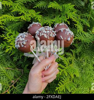 Fünf Schokoladenkuchen in weißer Hand auf grünem Thuja Hintergrund Stockfoto