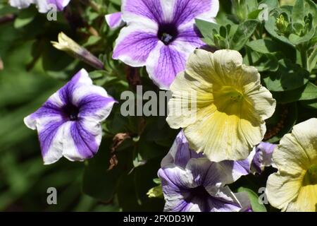 Gelbe, violette und weiße Petunien in einem Sommergarten, der durch gefiltertes Sonnenlicht gesehen wird. Stockfoto