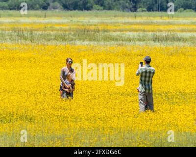 Coreopsis oder Tickseed Wildblumen im Big Flats Bereich von Myakka River State Park in der US-amerikanischen Stadt Stockfoto