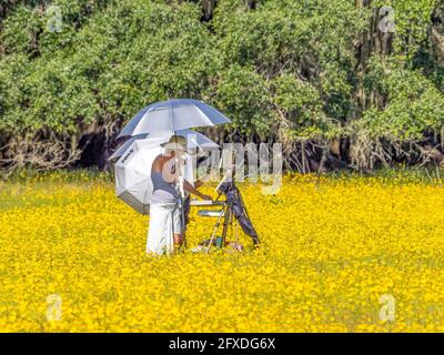 Maler in den Coroopsis- oder Tickseed-Wildblumen im Großen Wohngebiet des Myakka River State Park in der Stadt USA Stockfoto