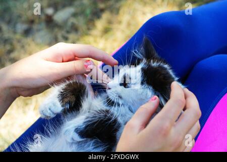 Defocus weibliche Hände streicheln und streicheln niedliche entzückende schwarz-weiße Katze, Kätzchen mit schönen gelben Augen. PET Liebe Hintergrund. Fell flauschiges Säugetier Stockfoto