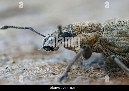 Nahaufnahme eines Breitnasenkäfer, des Rübenblattkäfer, Tanymecus palliatus Stockfoto