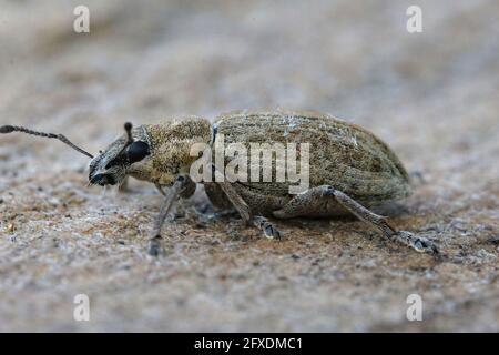 Nahaufnahme eines Breitnasenkäfer, des Rübenblattkäfer, Tanymecus palliatus Stockfoto