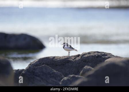 Dotterel mit schwarzer Front Stockfoto