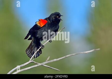 Ein erwachsener Rüde Rotflügel-Amsel 'Agelaius phoenicus', der von einem toten Baumzweig in einem sumpfigen Gebiet im ländlichen Alberta, Kanada, ruft. Stockfoto