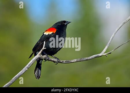 Ein erwachsener Rüde Rotflügelamsel 'Agelaius phoenicus', der auf einem toten Baumzweig in einem sumpfigen Gebiet im ländlichen Alberta, Kanada, thront. Stockfoto