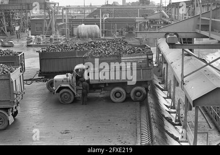 Zuckerrüben-Kampagne auf dem CSM in Halfweg in vollem Gange; Übersicht auf dem CSM, 15. Oktober 1974, Zuckerrüben, Kampagnen, Übersichten, Niederlande, Foto der Presseagentur des 20. Jahrhunderts, zu erinnerende Nachrichten, Dokumentarfilm, historische Fotografie 1945-1990, visuelle Geschichten, Menschliche Geschichte des zwanzigsten Jahrhunderts, Momente in der Zeit festzuhalten Stockfoto