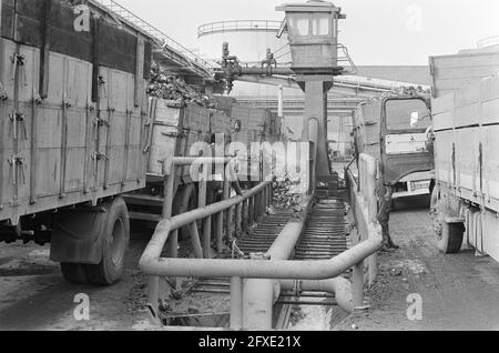 Zuckerrübenkampagne bei CSM in Halfweg in vollem Gange; LKW beim Entladen von Zuckerrüben, 15. Oktober 1974, Zuckerrüben, Kampagnen, Niederlande, Presseagentur des 20. Jahrhunderts, Foto, Nachrichten zum erinnern, Dokumentarfilm, historische Fotografie 1945-1990, visuelle Geschichten, Menschliche Geschichte des zwanzigsten Jahrhunderts, Momente in der Zeit festzuhalten Stockfoto