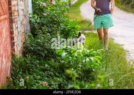 Unschärfe jungen Mann mit seinem Hund zu Fuß im Freien während des Sommers Tag. Hund sitzt durch hohes dickes Gras oder Unkraut im Hintergrund. Nicht fokussiert Stockfoto