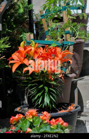Wunderbare, tieforange Lilie (Lilium bulbiferum), einer von vielen Pflanzentöpfen auf der ersten Treppe von jemandem in Ottawa, Ontario, Kanada. Stockfoto