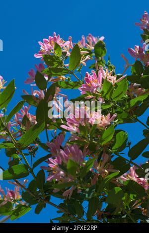 Wunderschöne rosa Blüte eines Geißblattes (Lonicera tatarica) in voller Frühlingsblüte in einem Garten in Ottawa, Ontario, Kanada. Stockfoto