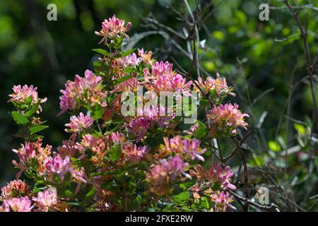 Wunderschöne rosa Blüte eines Geißblattes (Lonicera tatarica) in voller Frühlingsblüte in einem Garten in Ottawa, Ontario, Kanada. Stockfoto