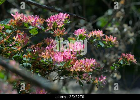 Wunderschöne rosa Blüte eines Geißblattes (Lonicera tatarica) in voller Frühlingsblüte in einem Garten in Ottawa, Ontario, Kanada. Stockfoto