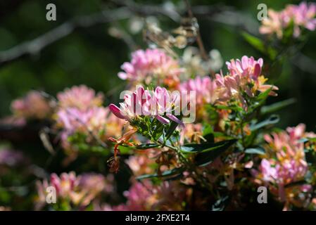 Wunderschöne rosa Blüte eines Geißblattes (Lonicera tatarica) in voller Frühlingsblüte in einem Garten in Ottawa, Ontario, Kanada. Stockfoto