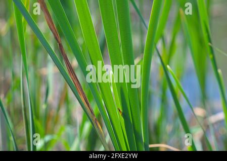 Wunderbares Grün von neuem Frühlingsblatt Wachstum von Schilf an einem Teich in Ottawa, Ontario, Kanada. Stockfoto